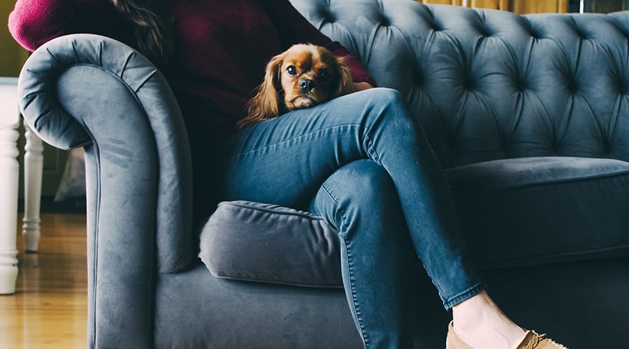 Woman sitting on a couch with her legs crossed and a small dog on her lap