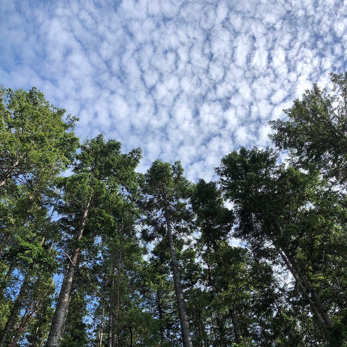 A look at a grove of evergreen trees, viewing upwards towards a blue sky and fluffy clouds