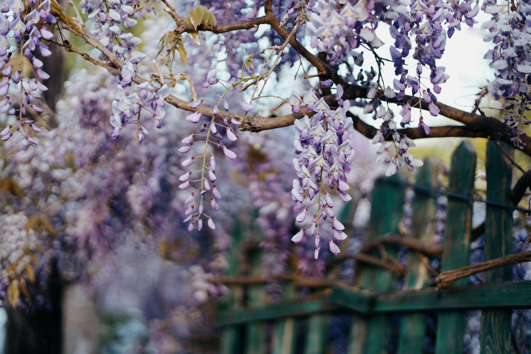 A wisteria tree blooming with purple flowers intertwines with a wooden fence