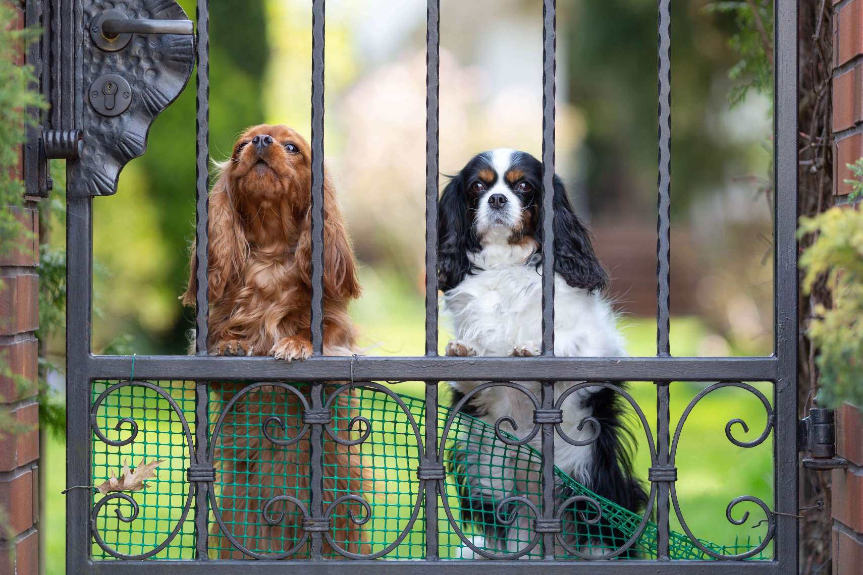 Two dogs sit behind a wrought iron gate